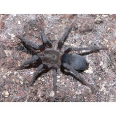 Chaetopelma olivaceum - Cyprus Star Tarantula