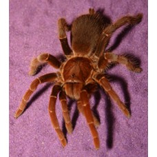 Pelinobius muticus - King Baboon Tarantula