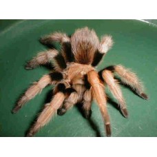 Aphonopelma chalcodes - Mexican Blonde Tarantula