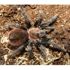 Tliltocatl verdezi - Mexican Rose Grey Tarantula