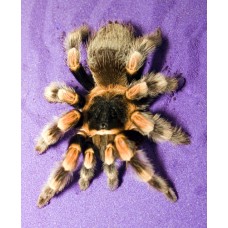 Brachypelma hamorii - Mexican Red Knee Tarantula