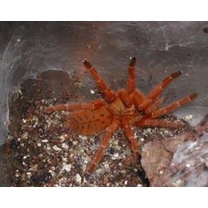 Pterinochilus murinus - Orange Baboon Tarantula