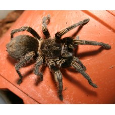 Thrixopelma pruriens - Peruvian Green Velvet Tarantula