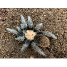 Brachypelma albiceps - Mexican Golden Red Rump Tarantula