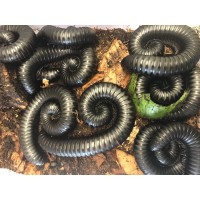 Giant Jet Black Congo Millipede (Spiropoeus species)  Large juvenile
