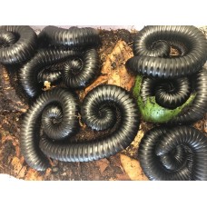 Giant Jet Black Congo Millipede (Spiropoeus species)  Large juvenile