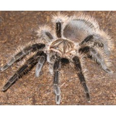 Tliltocatl albopilosum - Curly Hair Tarantula