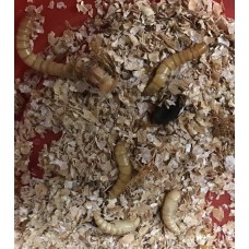 Mealworms (Tenebrio molitor) Per tub