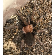 Theraphosinae species Roatan - Roatan Island Purple Tarantula