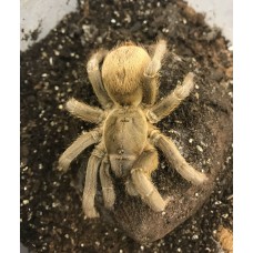 Sandinista lanceolatum  - Nicaragua Gold Tarantula