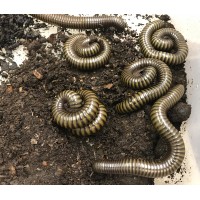 Giant Green African Millipede (Spirostreptidae species 8) - Adult/Sub-adult