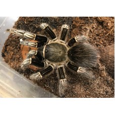 Aphonopelma seemanni - Costa Rican Zebra Tarantula