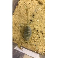 Dune Scorpion (Smeringurus mesaensis) Adult/Sub-adult