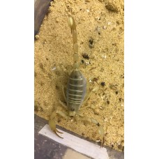 Dune Scorpion (Smeringurus mesaensis) Adult/Sub-adult - Collection only