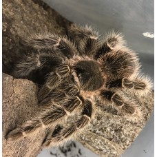 Lasiodora parahybana - Salmon Pink Birdeating Tarantula