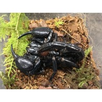 Giant Asian Forest Scorpion (Heterometrus spinifer) Juvenile