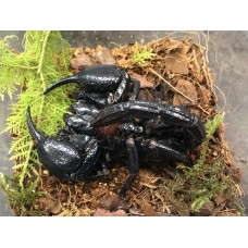 Giant Asian Forest Scorpion (Heterometrus spinifer) Adult/Sub-adult