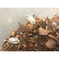 Dairy Cow Isopod (Porcellio laevis) x 10 (medium/large)