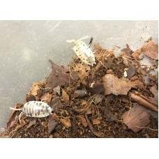 Dairy Cow Isopod (Porcellio laevis) x 10 (medium/large)