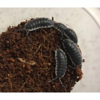 Seville Giant Miniskirt Isopod (Porcellio sevilla) x 10 (small)