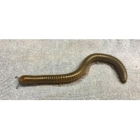 Ghana Speckled Leg Millipede (Telodeinopus aoutii)  Juvenile