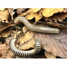 Zebra Millipede (Chicobolus spinigerus) Adult / Sub-adult