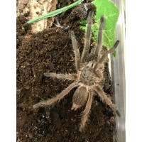 Chilobrachys sp. Kaeng Krachan - Dark Earth Tiger Tarantula