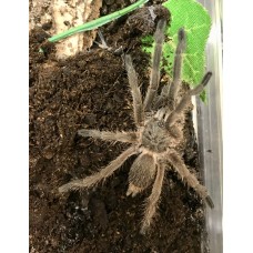 Chilobrachys sp. Kaeng Krachan - Dark Earth Tiger Tarantula