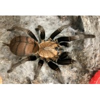 Chilobrachys fimbriatus - Indian Violet Tarantula