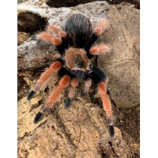 Brachypelma boehmei - Mexican Beauty