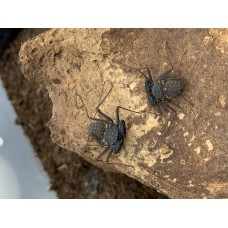 Florida Tail-less Whip Scorpion (Phrynus marginemaculatus) Nymph (medium size)