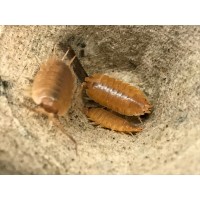 Spanish Giant Orange Isopod (Porcellio laevis) x 3 (medium/large)